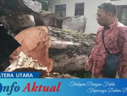 Kadis PRKP Risfani Sidauruk Bantah Isu Penjualan Tunggul Pohon Mahoni