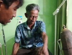 Beruang Mengamuk, Tiga Warga Sinurut Diserang