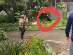 Beruang Masuk Permukiman Warga Talamau, Serang Petani hingga Petugas BKSDA
