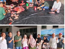 Bank Nagari Simpang Empat Mulai Salurkan Sapi Qurban Sambut Idul adha  1447 H