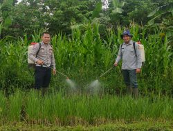 Dalam Rangka Ketahanan Pangan, Satlantas Polres Kuningan Bersama Poktan Desa Cibulan dan Dinas Pertanian Kecamatan Cidahu Laksanakan Perawatan Tanaman Jagung