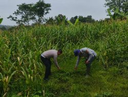 Satlantas Polres Kuningan Gandeng Dinas Pertanian Kecamatan Cidahu Rawat Tanaman Jagung untuk Dukung Ketahanan Pangan Nasional
