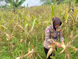 Satlantas Polres Kuningan Cek Kesiapan Panen Jagung di Desa Cibulan
