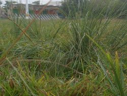 Taman Kota Baturaja Seperti Tempat Angon Sapi, Pengunjung Soroti Minimnya Perawatan