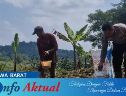 Dukung Ketahanan Pangan, Satlantas Polres Kuningan Dampingi Petani Desa Cibulan Rawat Tanaman Jagung