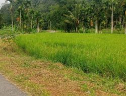 PENJUALAN TANAH SAWAH “PUSAKO TINGGI” DIKAMPUANG LALANG JORONG BIDUAK KANAGARIAN GANGGO MUDIAK, ADALAH SURAT PERNYATA’AN YANG SEPIHAK BUKAN SURAT PERJANJIAN JUAL BELI YANG SAH.