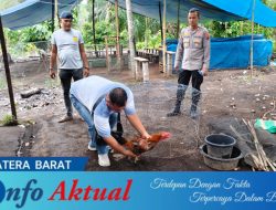 GEGER! Diduga Jadi Arena Judi Sabung Ayam, Lokasi di Kebun Sawit Kinali Ditertibkan Polisi